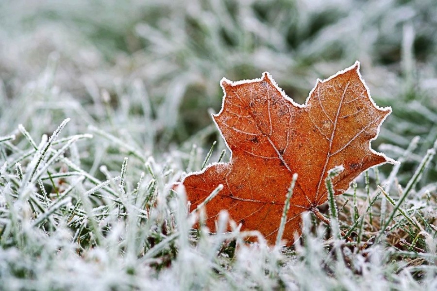 Предзимье уже на пороге. Рябов рассказал о погоде на неделе с 10 по 16 ноября
