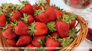 Обещал заработок на клубнике и капусте: житель Лунинецкого района выманил у знакомого Br24 тыс.