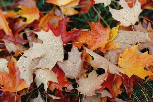 Наступает неприятный ноябрь: синоптики рассказали, какой погоды ждать