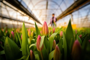 На Брестчине вскрыта крупная тюльпановая схема – всплыли миллионы