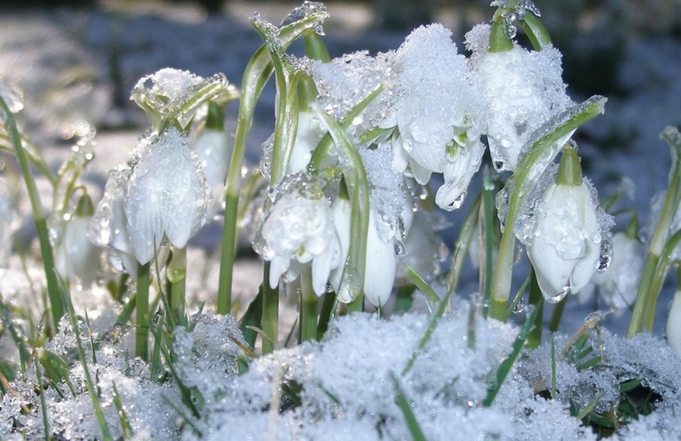 Перезимовали? Прогноз погоды на неделю 2-8 марта от Дмитрия Рябова