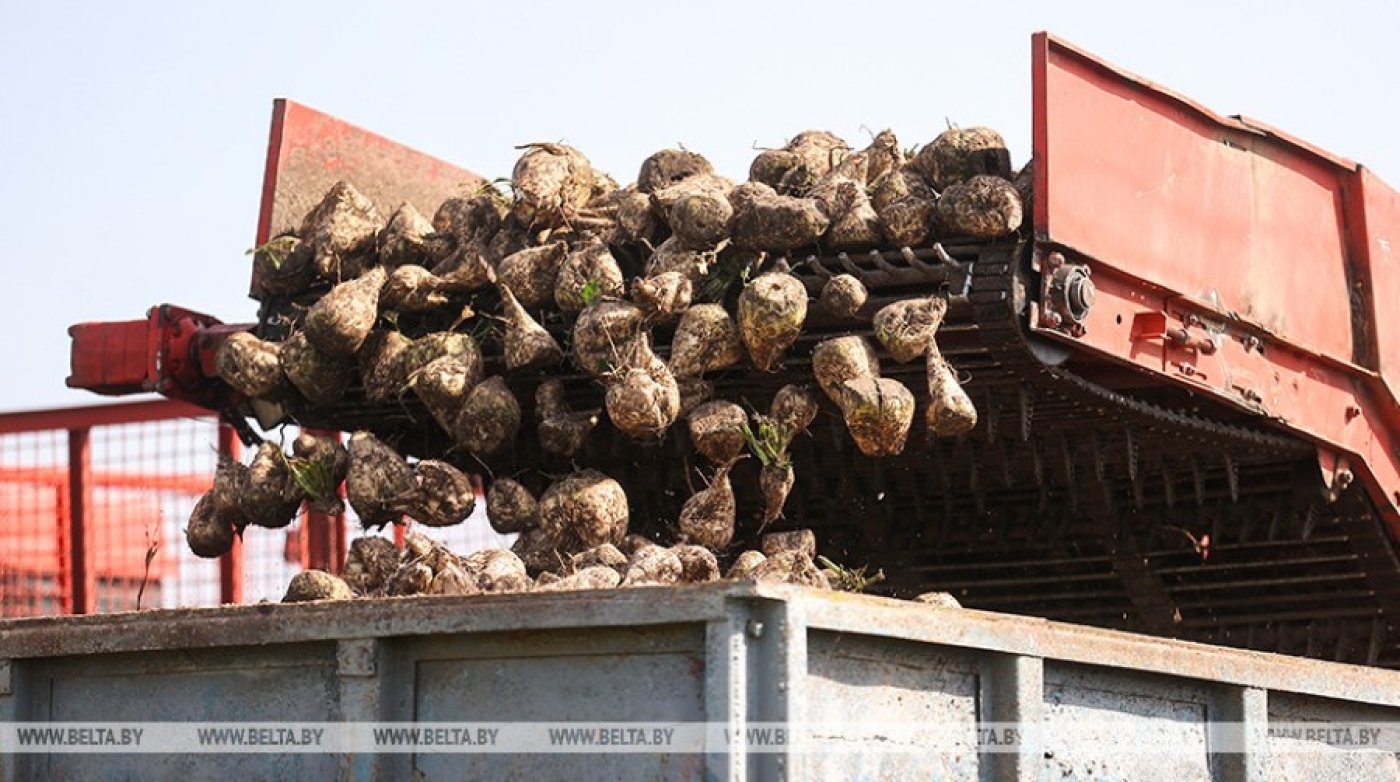В Беларуси сахарная свекла убрана с 17% площадей