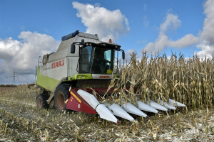 В Беларуси убрана почти половина кукурузы на зерно