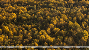 Для поиска потерявшихся в лесах за сутки использовались 20 единиц техники