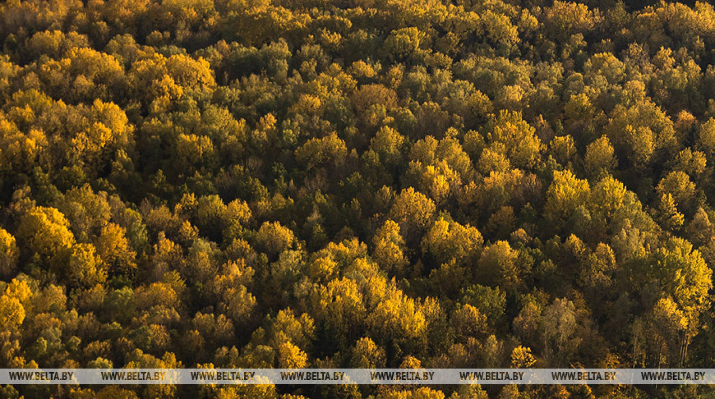 Для поиска потерявшихся в лесах за сутки использовались 20 единиц техники