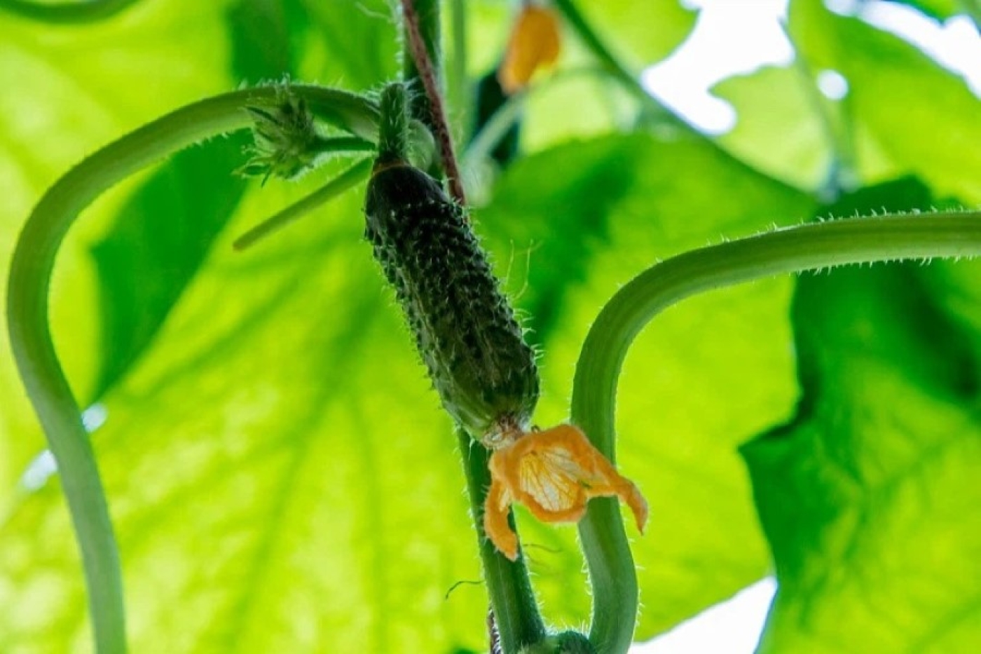 Будете без огурцов: никогда не совершайте эту распространенную ошибку