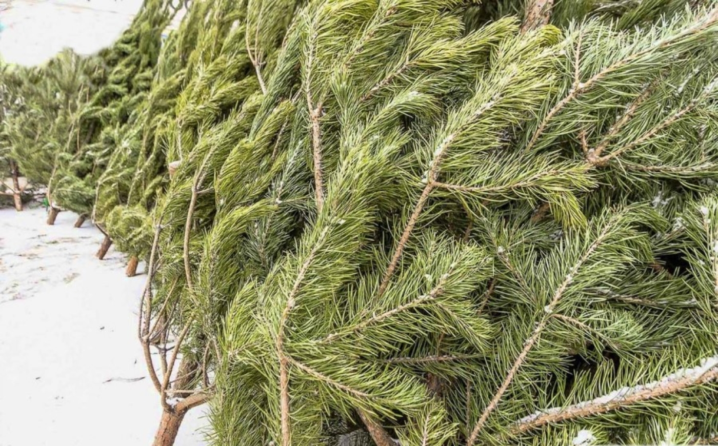 Продаж навагодніх дрэў пачнецца з 20 снежня