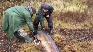 Гигантского сома выловили на территории нацпарка "Припятский" - и отпустили