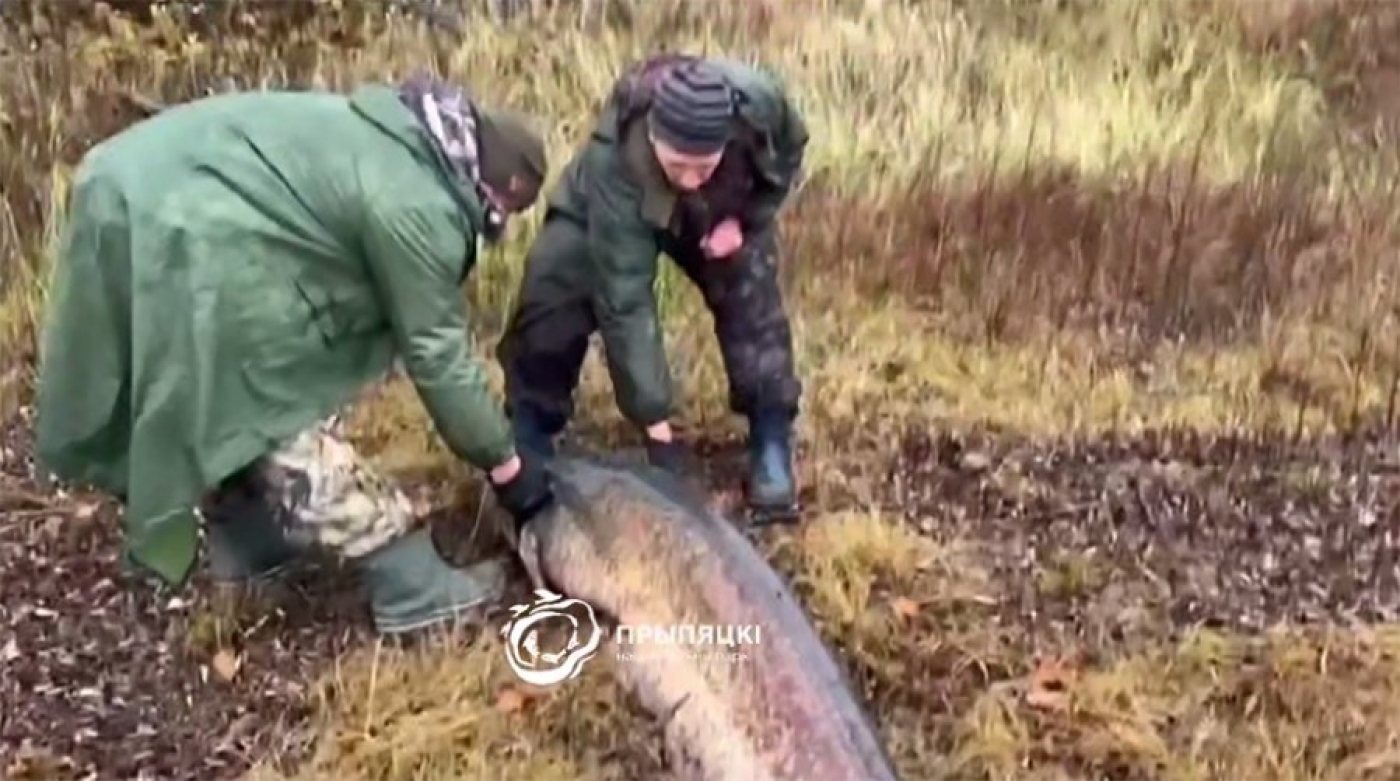 Гигантского сома выловили на территории нацпарка "Припятский" - и отпустили
