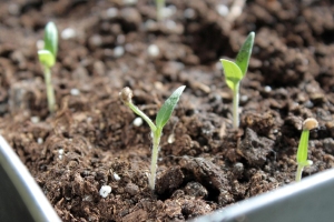 Почему рассада не всходит - эти ошибки совершают почти все дачники