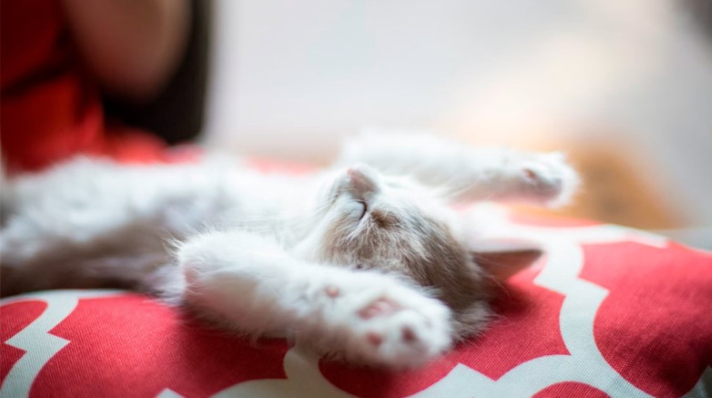 Что такое "ворота сна" и сколько нужно спать взрослому человеку? Рассказывает сомнолог