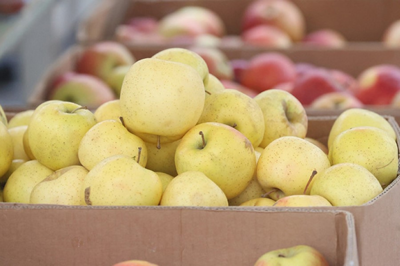 Какого размера должны быть яблоки в магазинах? В Белкоопсоюзе рассказали о требованиях к продукции для стабфондов