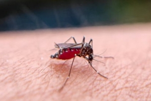 Ребенка укусил комар? Никакой зеленки! Специалист рассказал, чем обработать