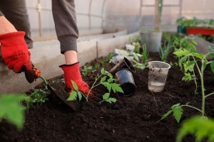 Вместо мешка удобрений: эта трава кратно увеличит урожай томатов и огурцов