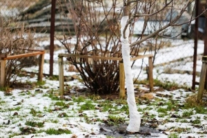 Садовые работы в марте – первые весенние хлопоты садовода