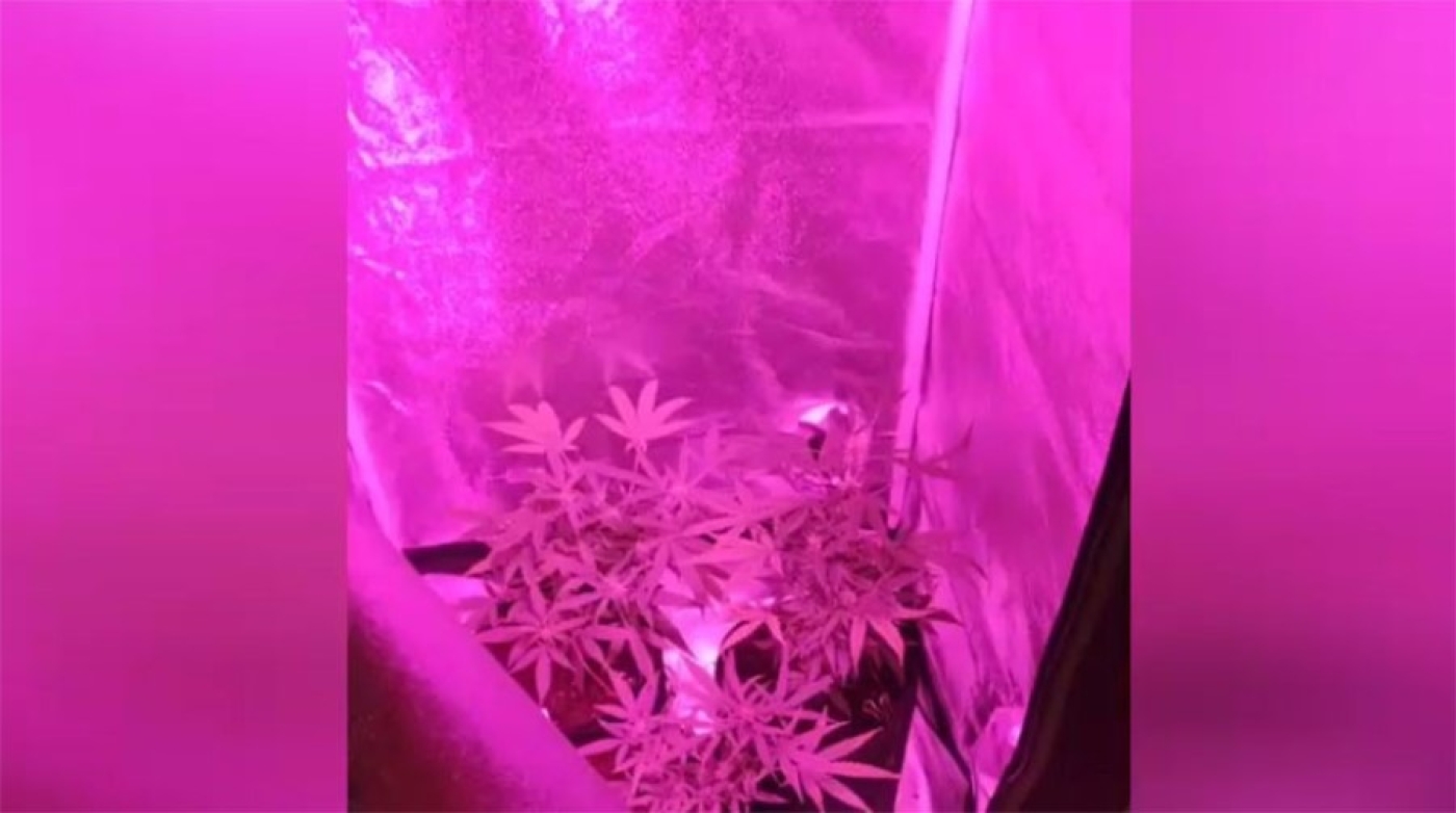 Мозырянин выращивал дома марихуану