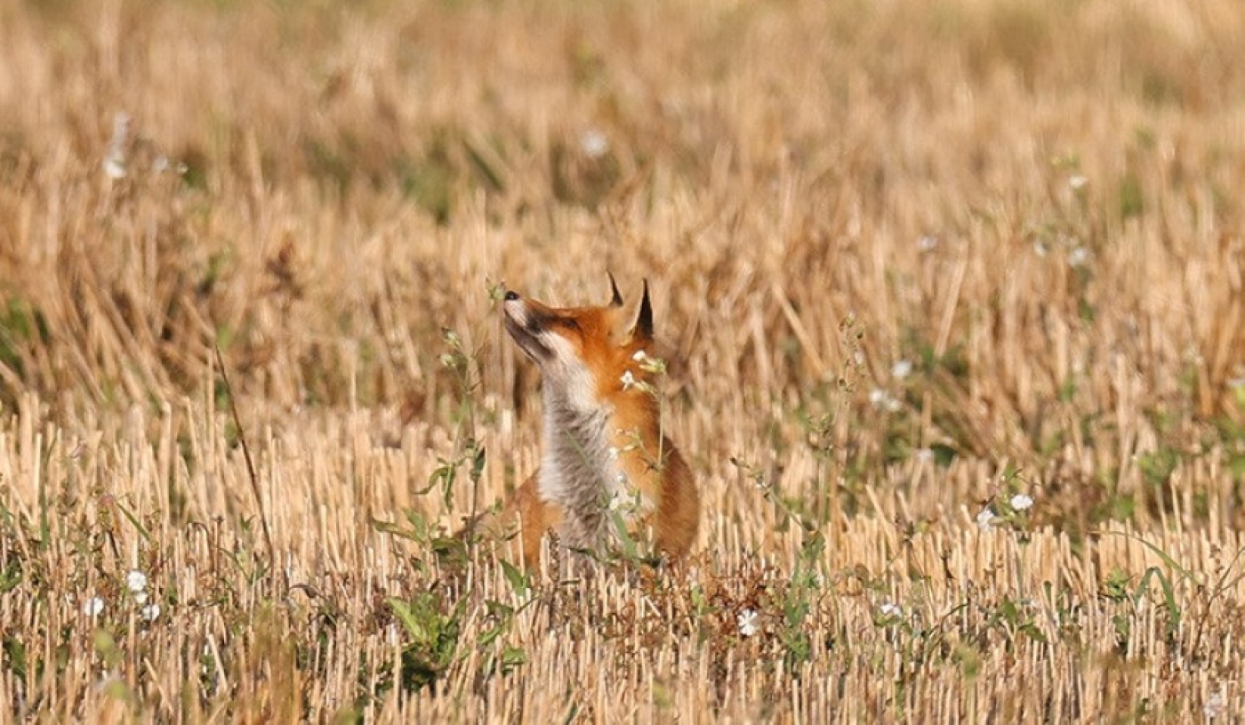Что делать, если на подворье забежала лиса, рассказали в Минприроды