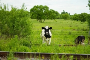 На БелЖД новая авария – на этот раз поезд столкнулся со стадом коров
