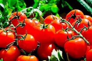 Сажаем томаты вот так и получаем по 5 кило с куста – проверенный метод