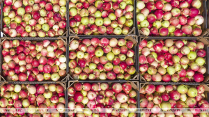 В Минской области начата заготовка яблок ранних сортов