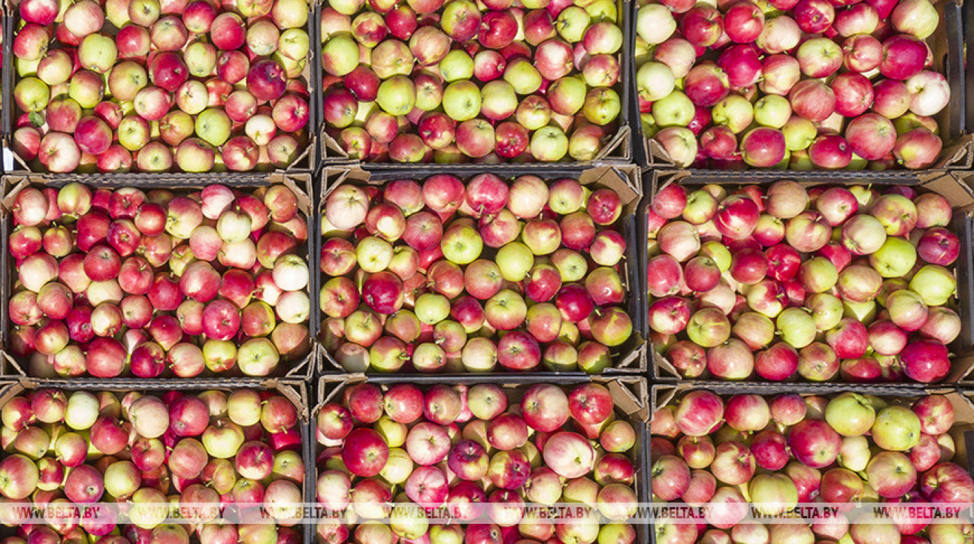 В Минской области начата заготовка яблок ранних сортов
