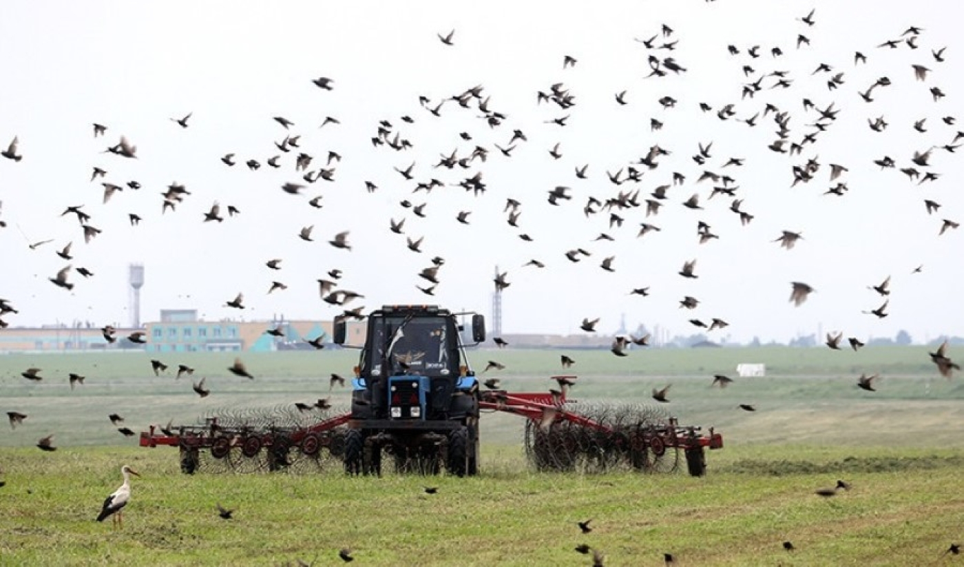 В Беларуси второй укос трав провели на почти 17% площадей