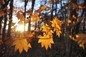 Погода в Беларуси 1 октября: преимущественно без осадков и от -3 °С ночью до +13 °С днем