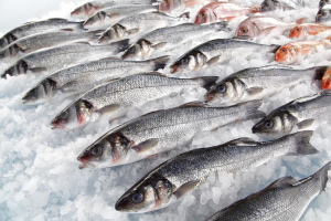 На одном из рыбокомбинатов Минской области выявлена существенная недостача товарной рыбы и сырья