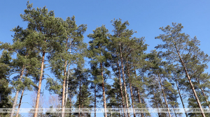Житель Березинского района заплатит штраф за незаконную рубку в природоохранных лесах