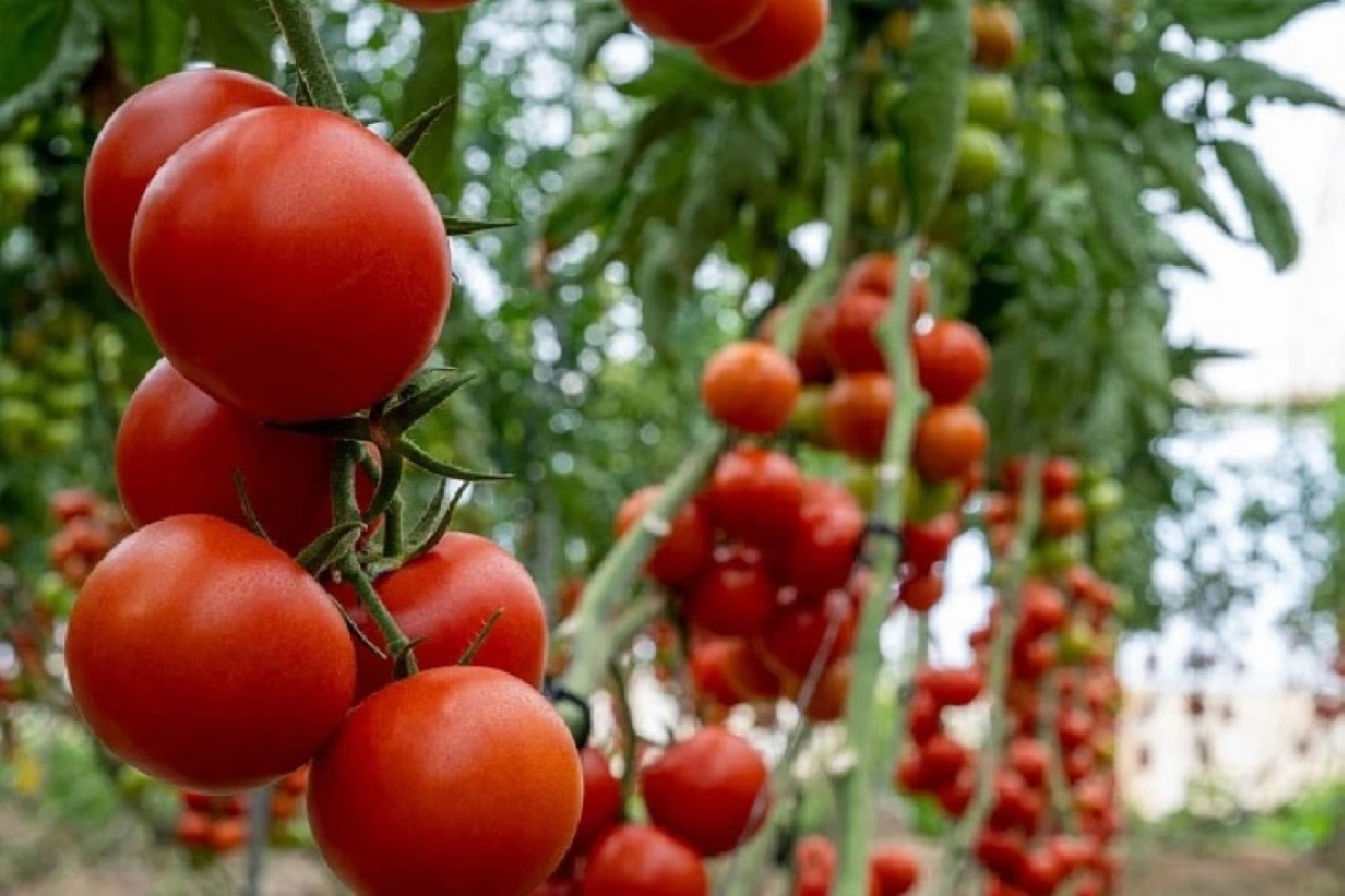 Сеем томаты под этот сидерат – фитофторы точно не будет