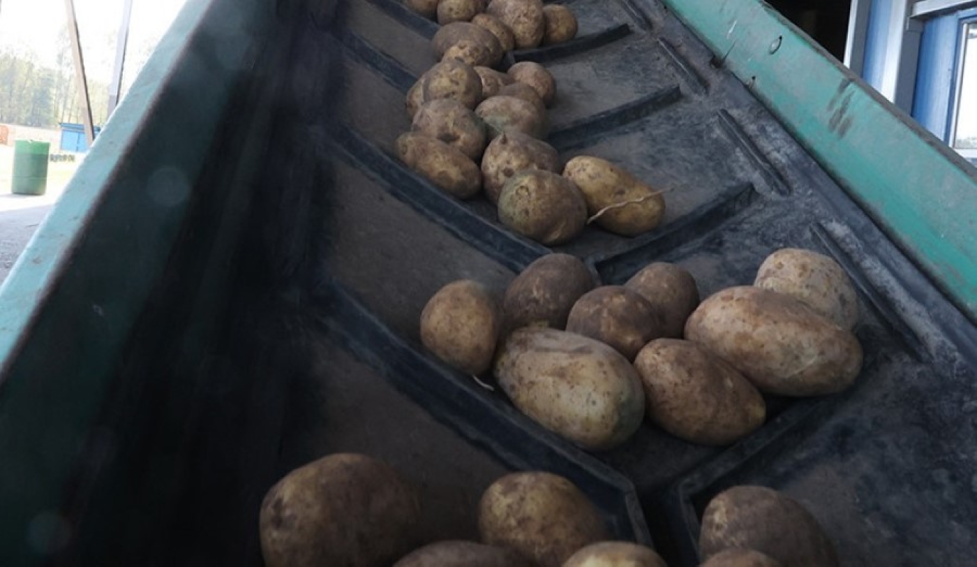 Лукашенко: в этом году хороший урожай, будем с картошкой