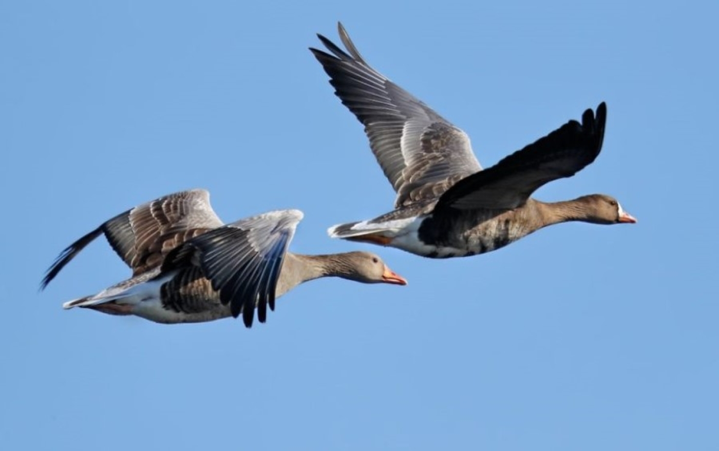 Весенний сезон охоты на гусей и селезней уток открывается в Беларуси 14 марта