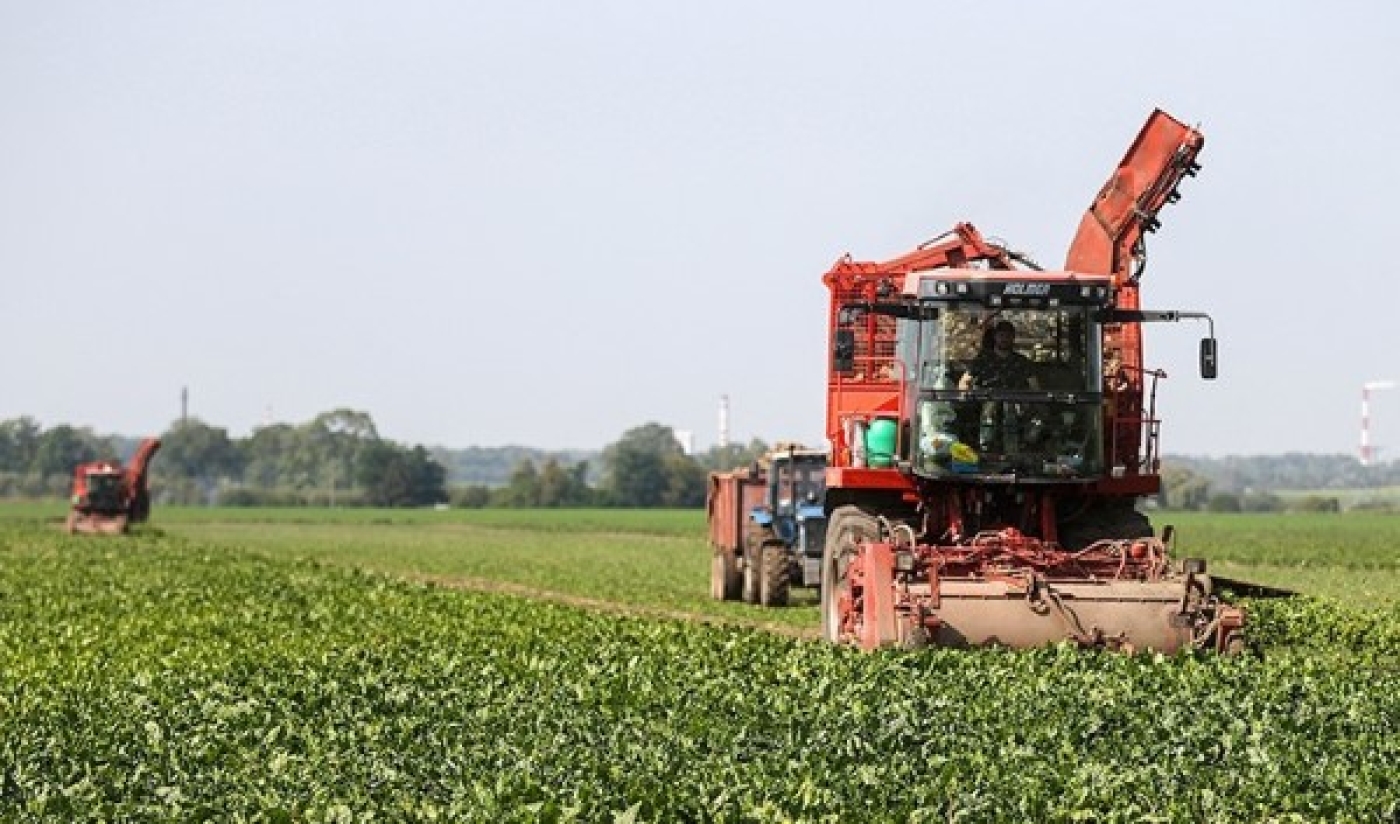 Массовая уборка сахарной свеклы началась в Беларуси
