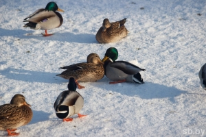 После долгих морозов придет потепление. Рябов рассказал о погоде в Беларуси с 26 января по 1 февраля