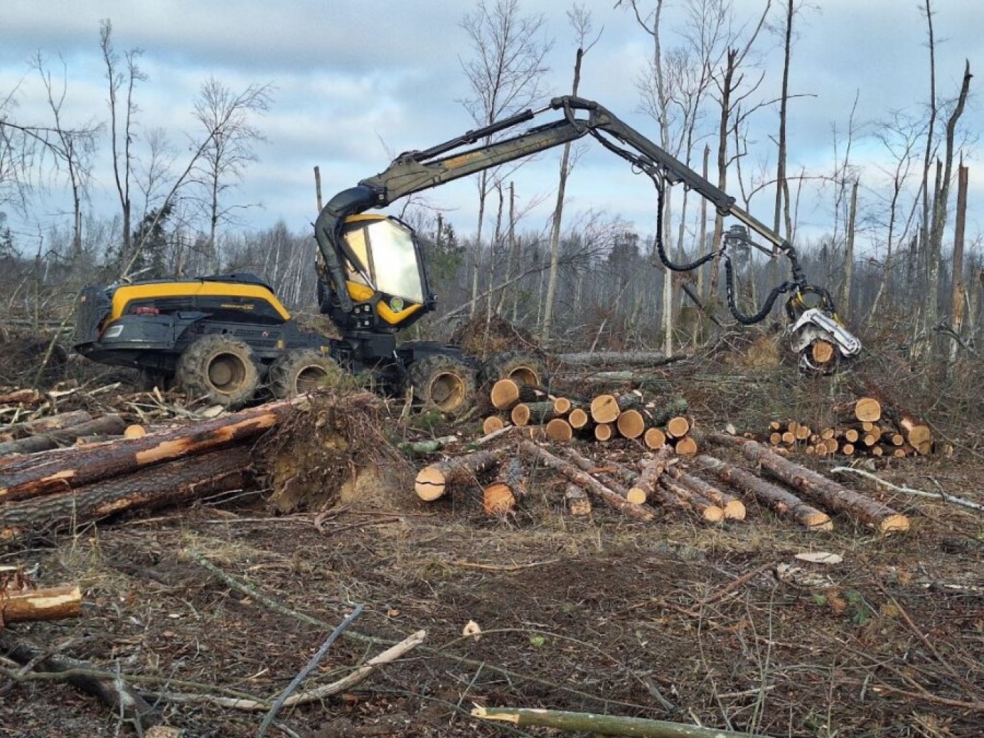 Сколько гектаров осталось убрать после июльских буреломов, рассказали в Минлесхозе