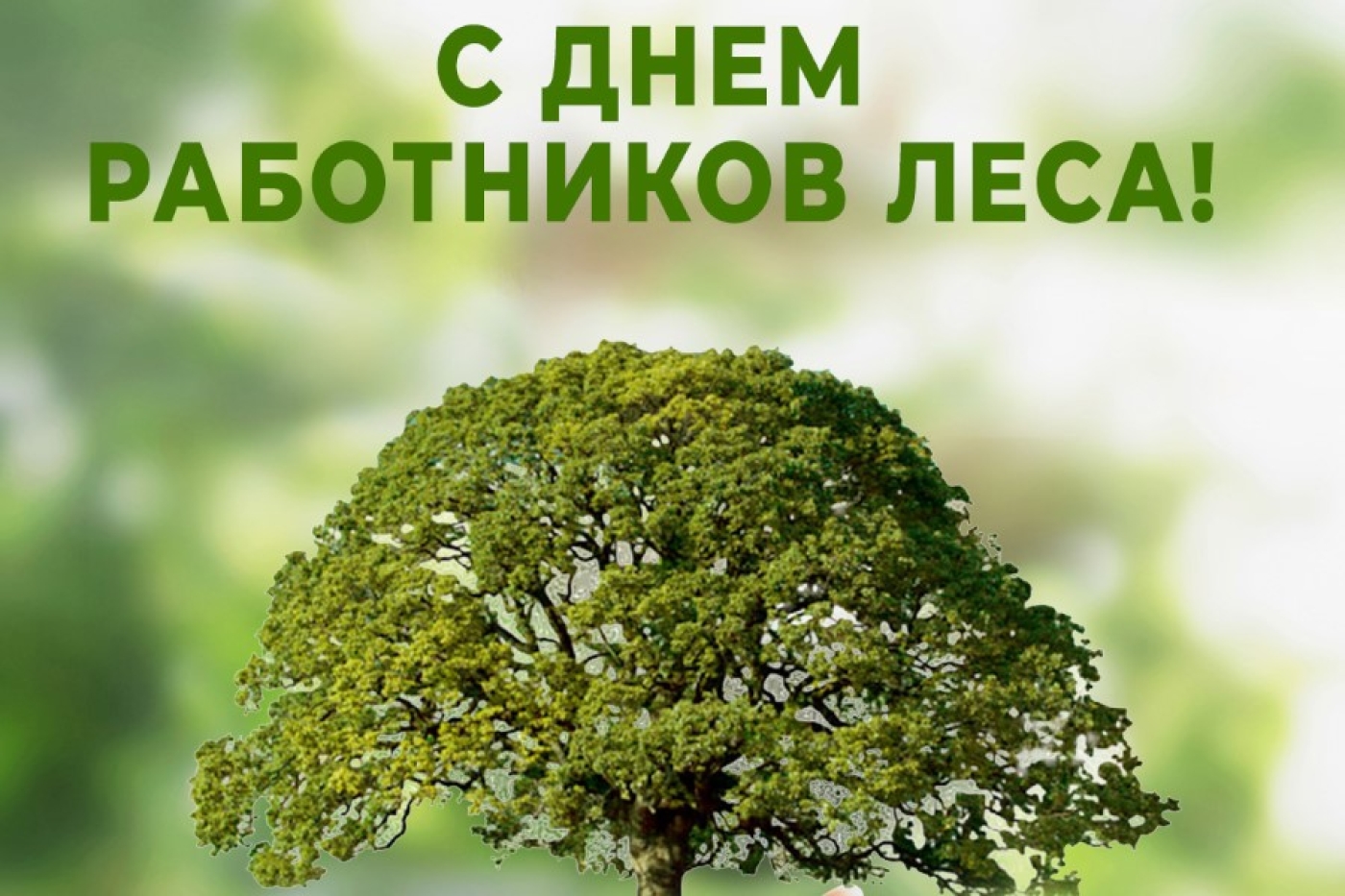 Уважаемые ветераны лесной отрасли! Примите искренние поздравления и самые тёплые пожелания с профессиональным праздником – Днём работников леса!