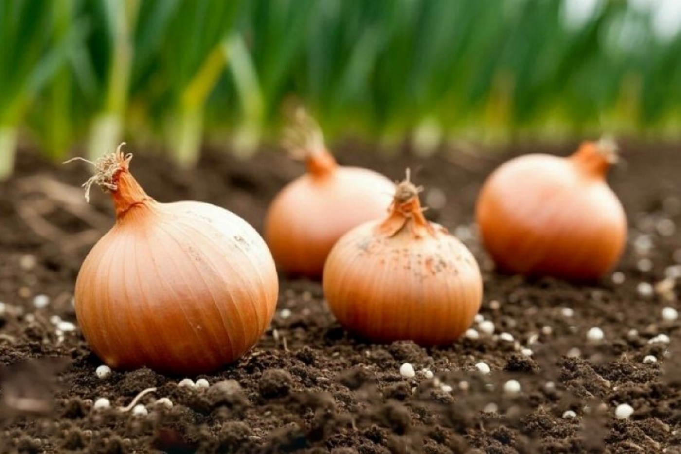 Простой и урожайный способ посадки лука севка весной