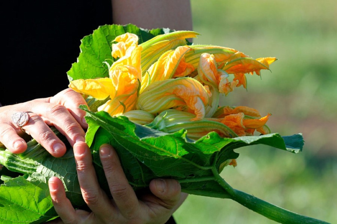 Подкормка кабачков в июне: секреты классного урожая