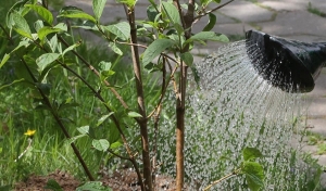 Альтернативу искусственным цветам на Радуницу назвали специалисты