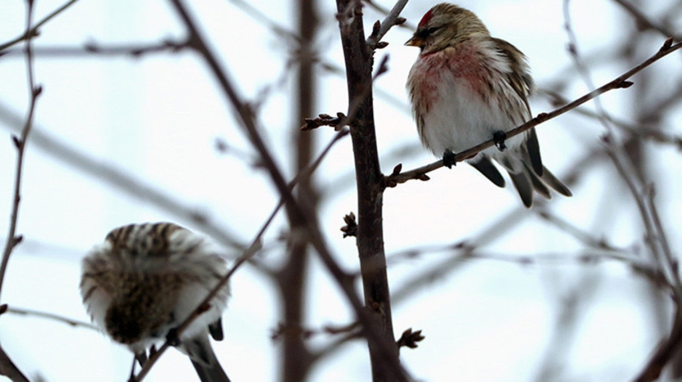 Мокрый снег и до -12°С ожидается сегодня в Беларуси