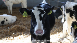 Директор сельхозпредприятия в Могилевской области заключен под стражу за сокрытие падежа скота