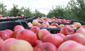 В Беларуси установили требования к качеству поставляемых по госзаказу яблок и картофеля