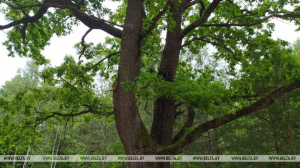 Запреты и ограничения на посещение лесов сохраняются во всех районах Беларуси