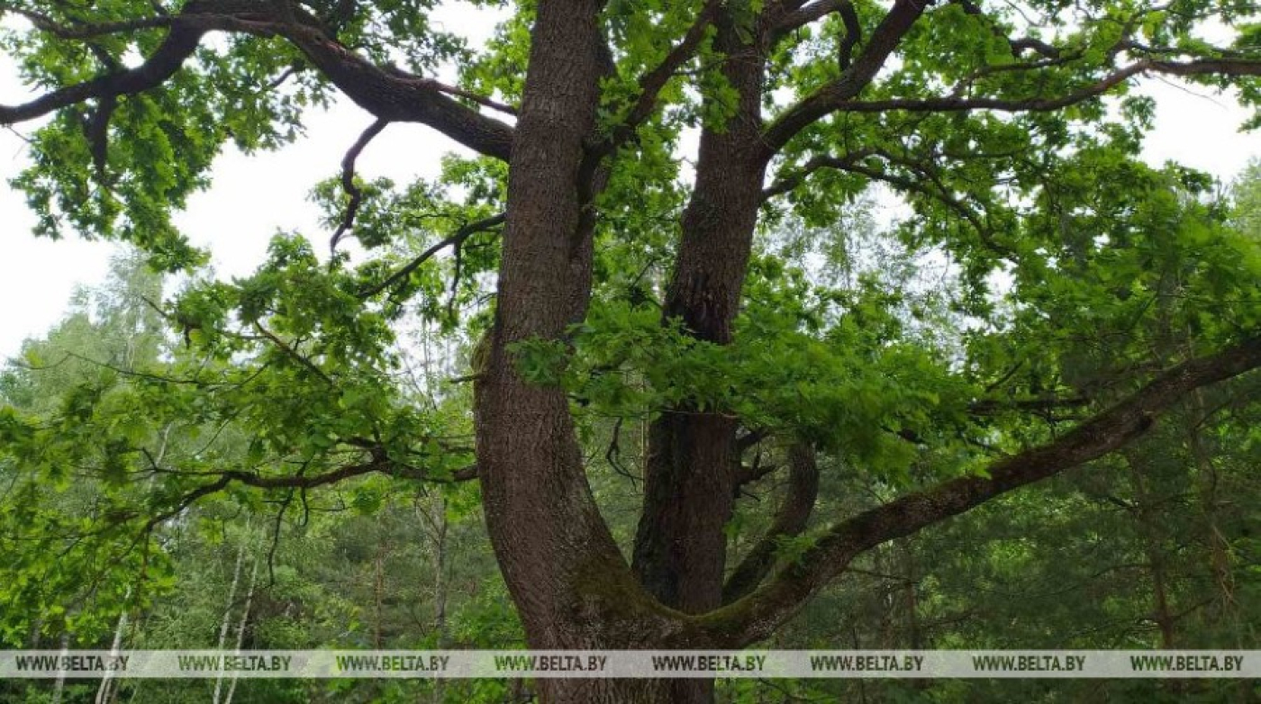 Запреты и ограничения на посещение лесов сохраняются во всех районах Беларуси