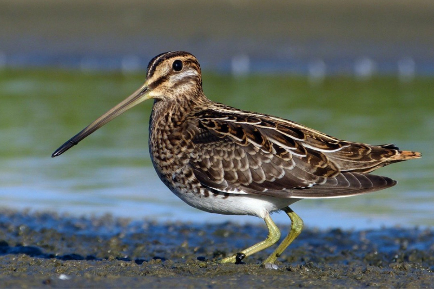Открылась охота на бекаса. Как отличить его от краснокнижного дупеля?