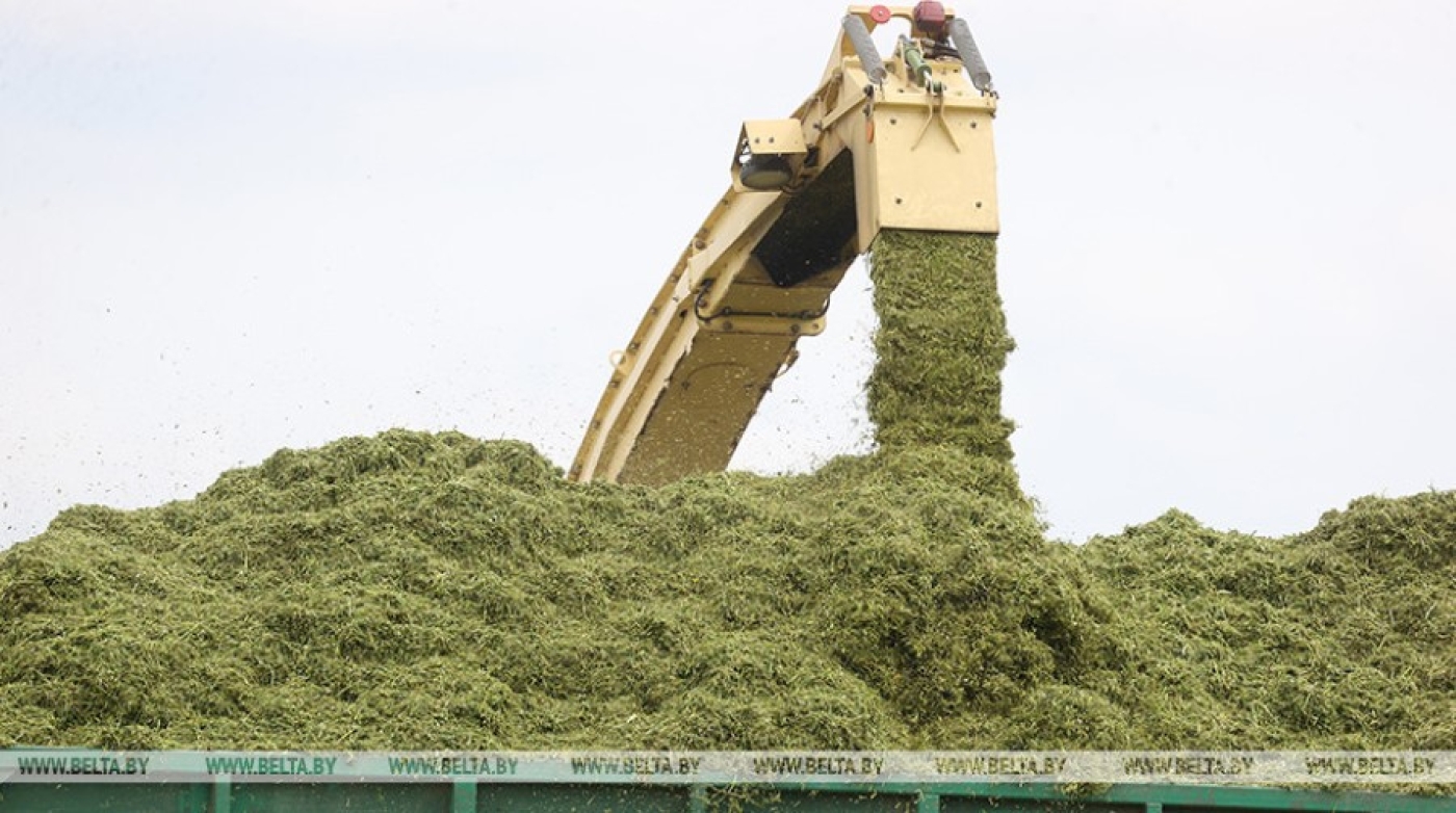 В Беларуси заготовлено около 60% трав первого укоса