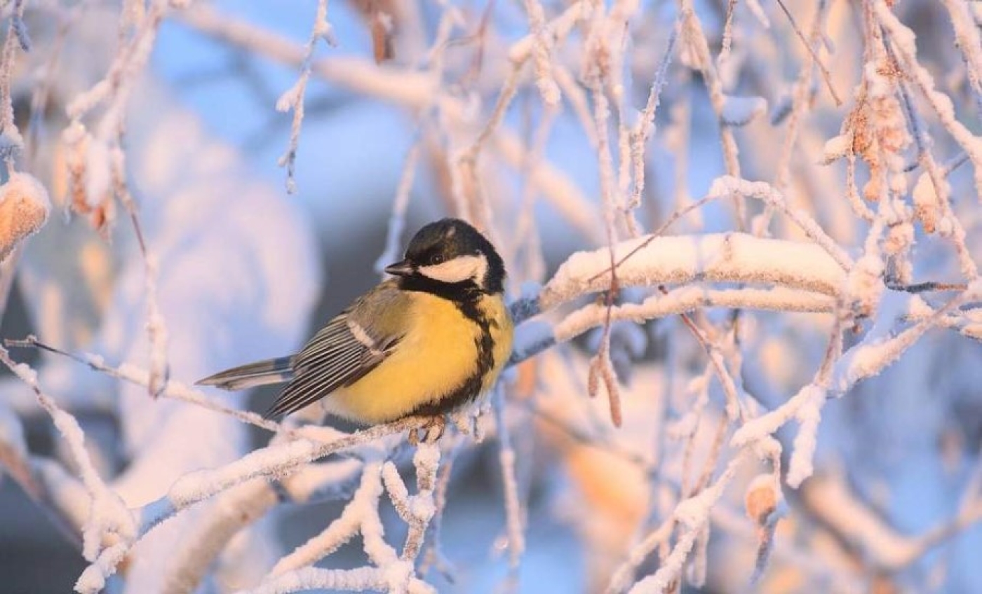 Погода 13 февраля: без существенных осадков и от -13 °С до +1 °С