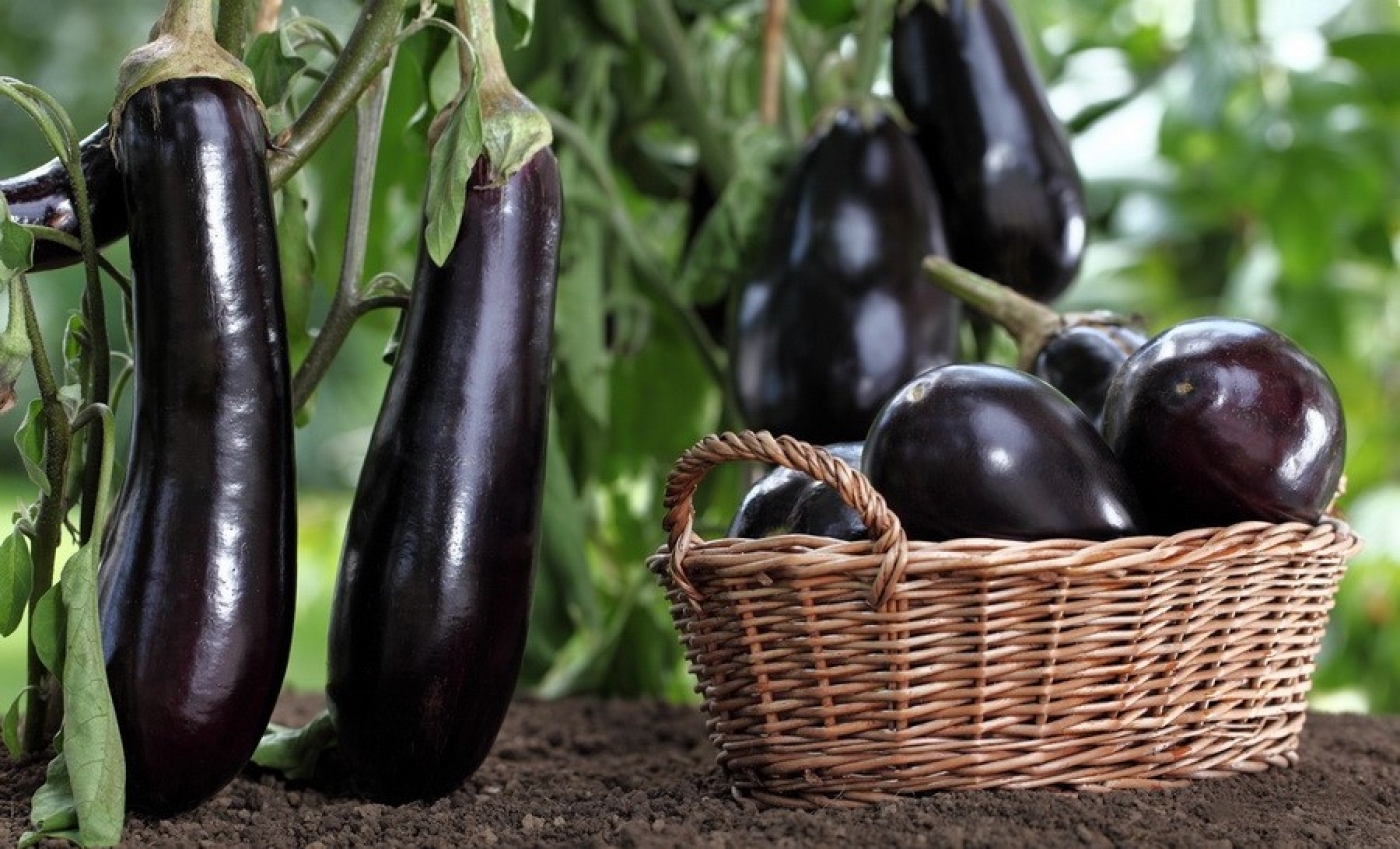 Когда сеять баклажаны на рассаду в феврале