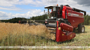 В Минской области намолочено более 1,6 млн тонн зерна с учетом рапса