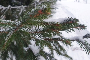 Погода в Беларуси в выходные: морозы до -30 °С и гололед